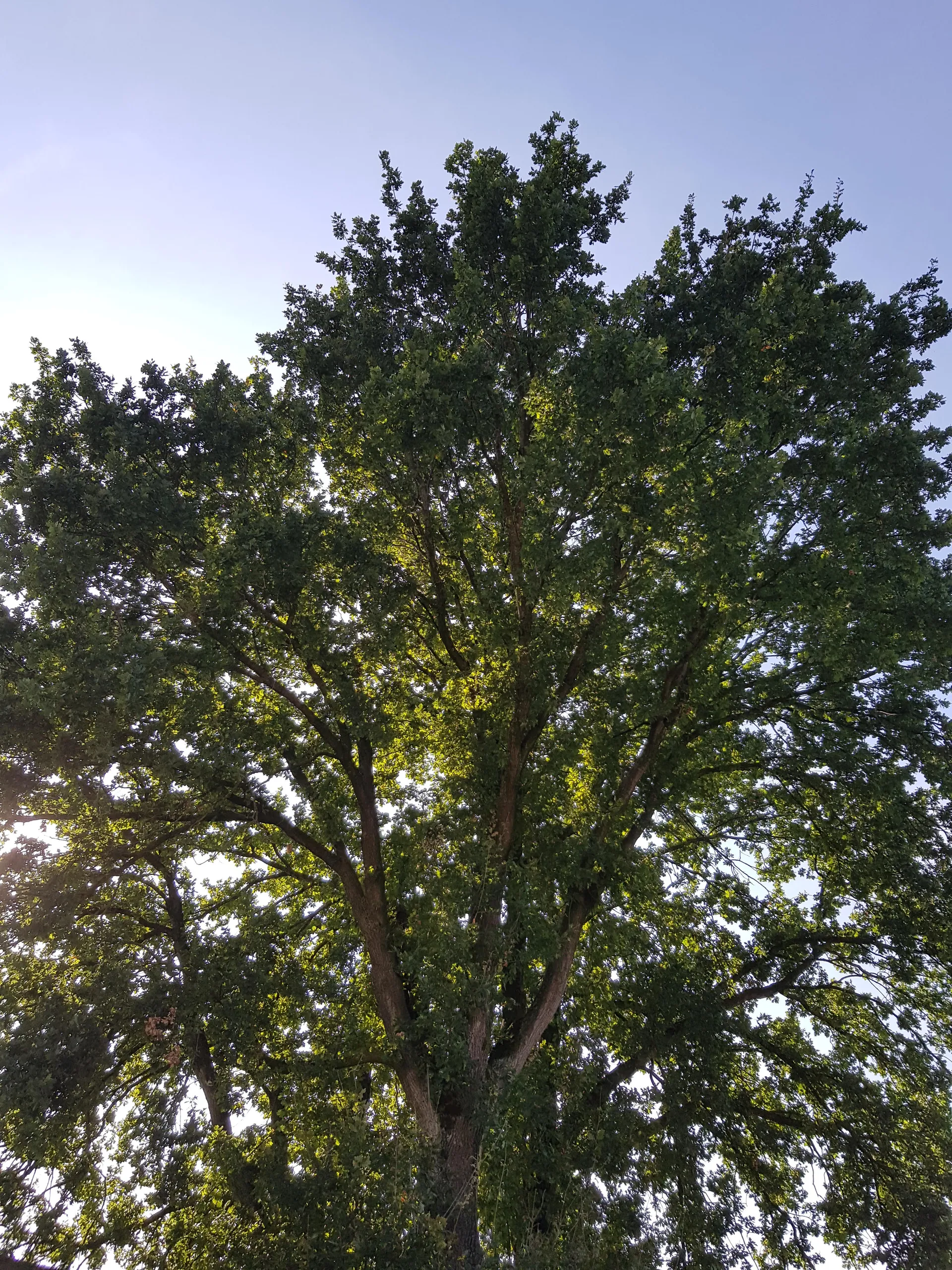 bondje met de buren