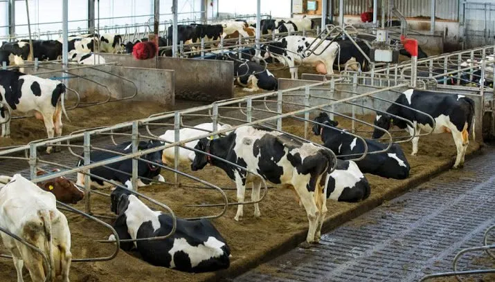 brabant trekt miljoenen uit voor steun boeren 715x408