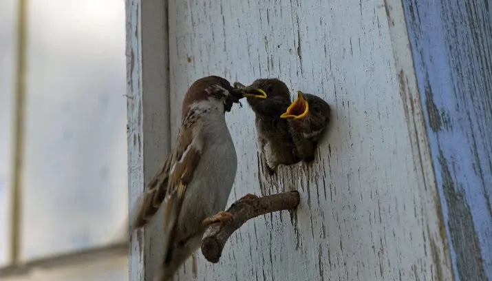 cameras in vogelnesten weer aan 715x408