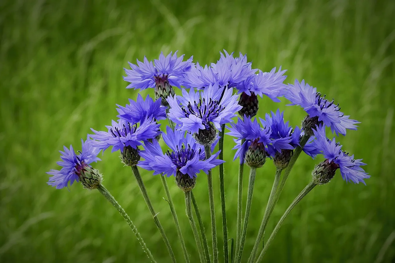 cornflowers gf5cbc8b49 1280