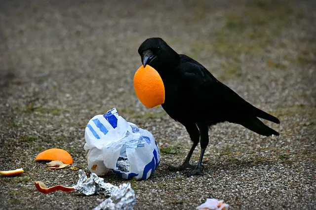 crow g9e4ea147c 640