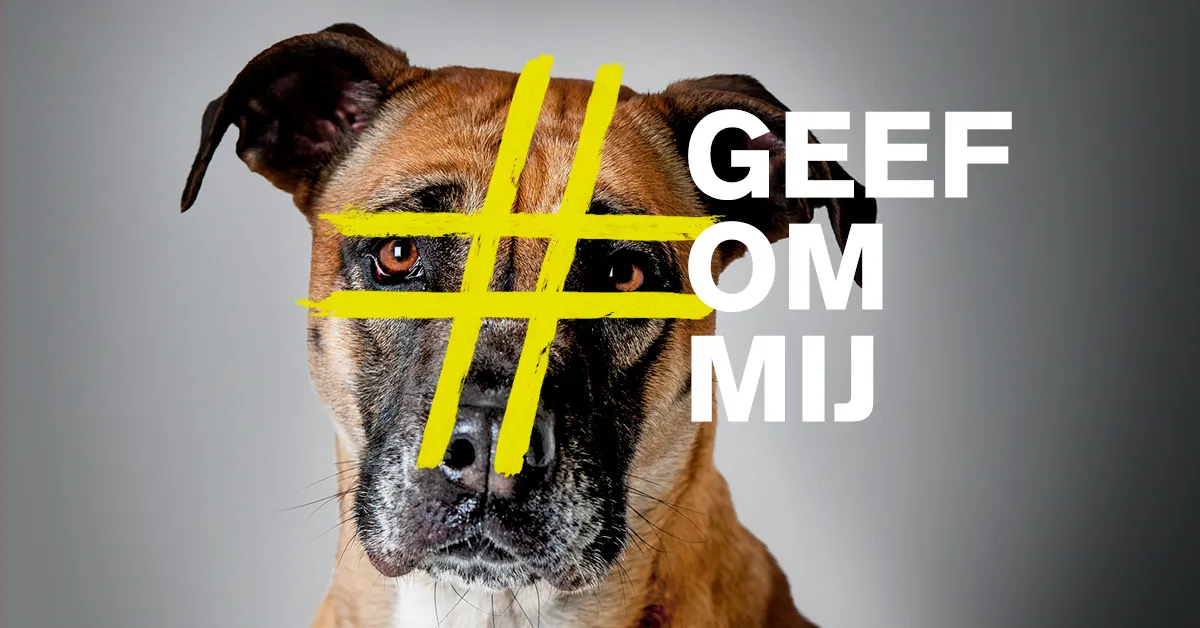 dierenasiel dierenbescherming