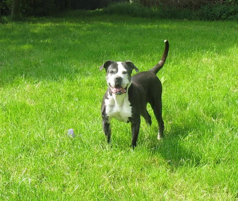 happy hond