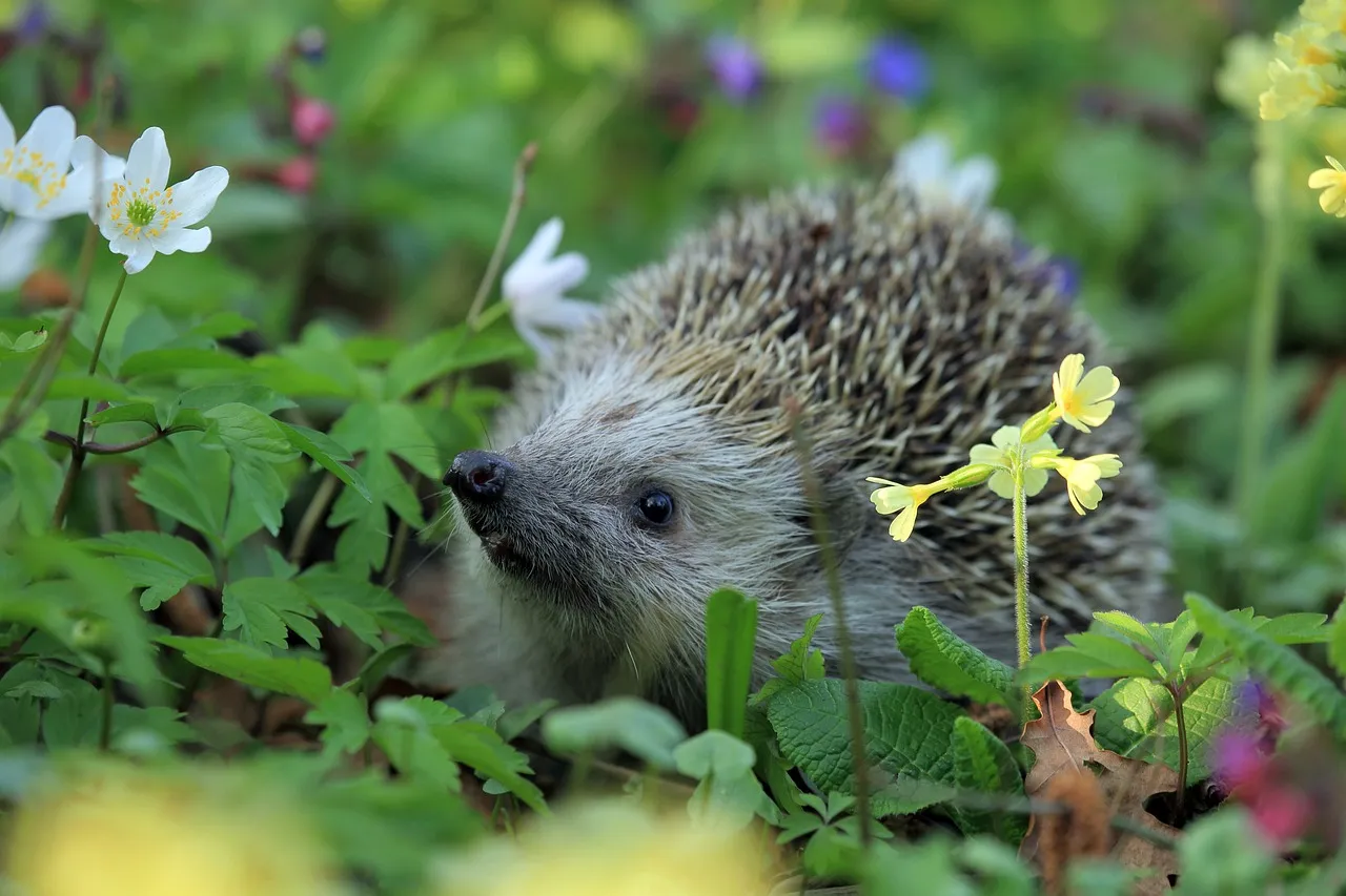 hedgehog g8e7aa7f77 1280