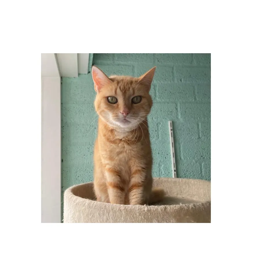 naamloos e1666359532265