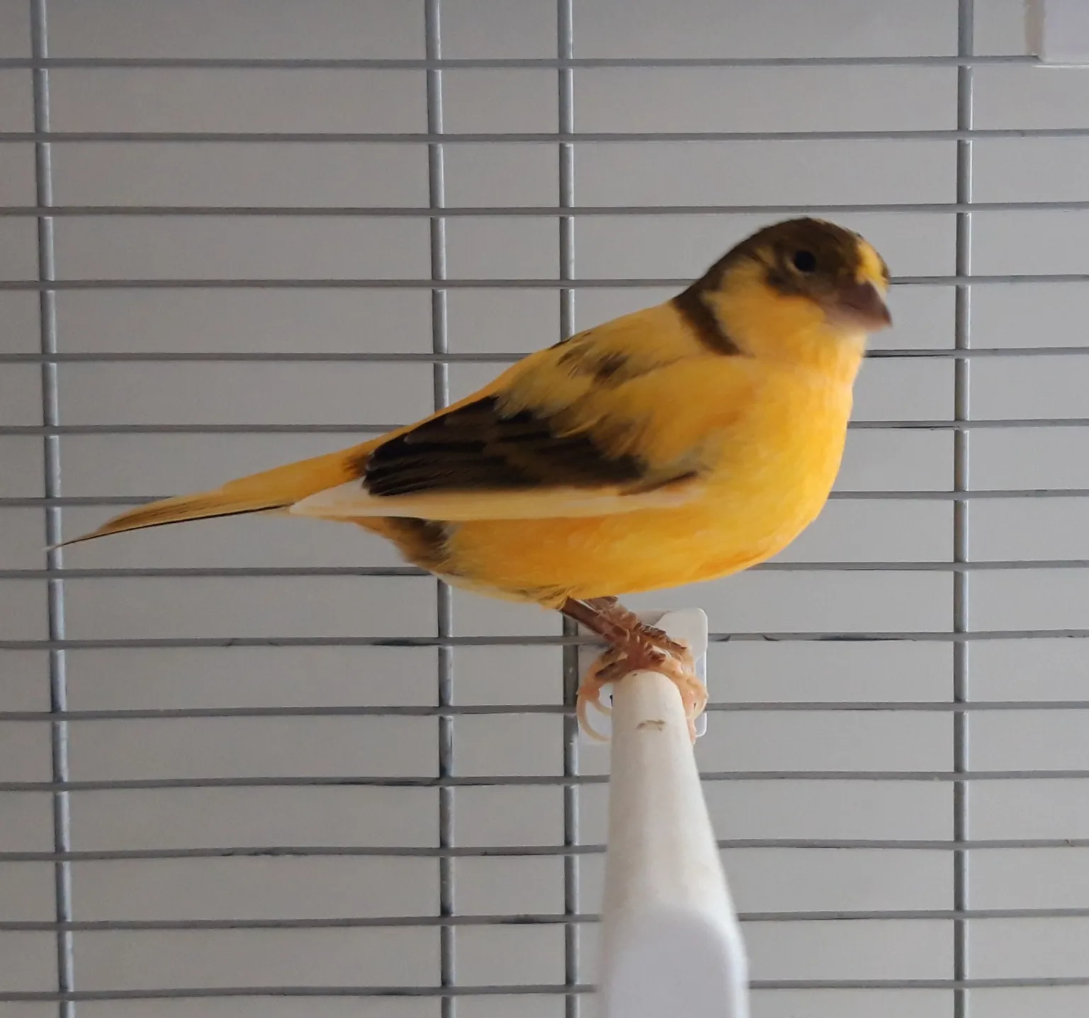 pietje