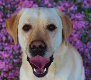 tommie e1602348791254