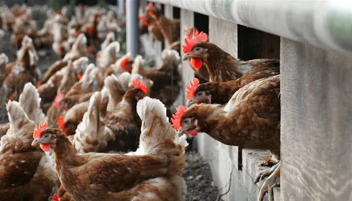 vogelgriep geweken pluimvee naar buiten