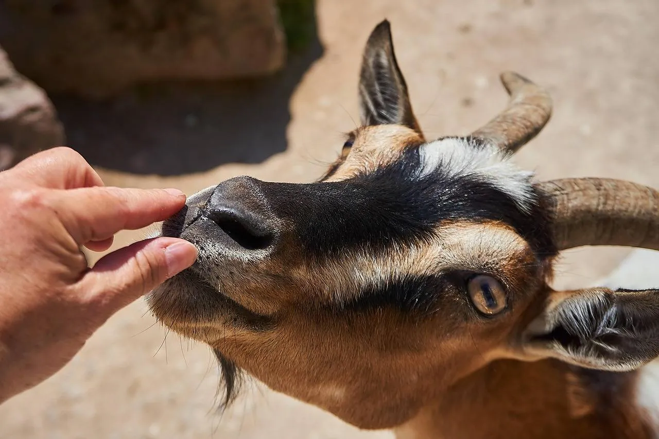 goat 3598481 1280
