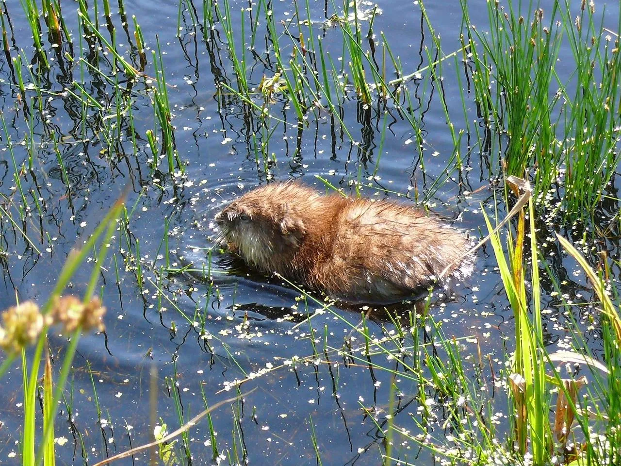 muskrat-2679660_1280