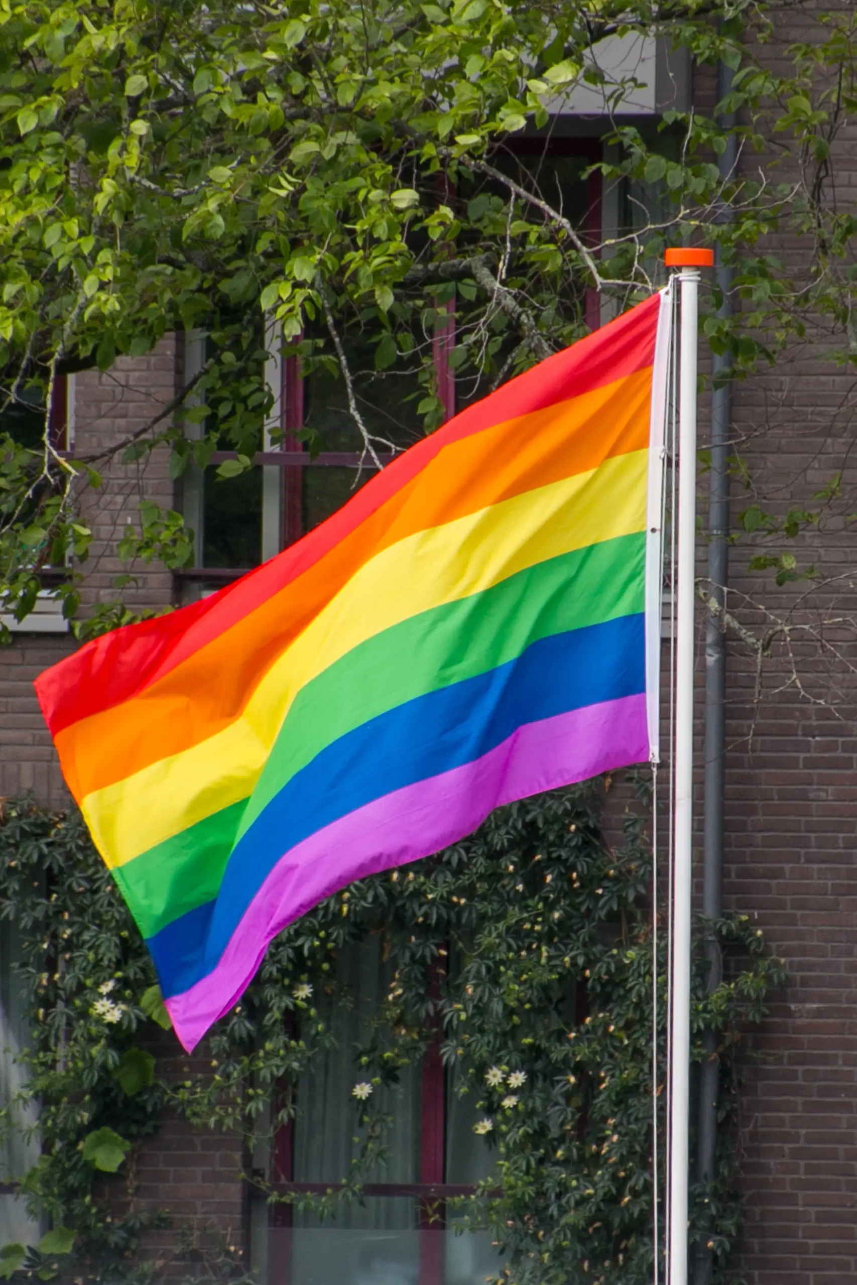 sasel13-pride-flag-4398946