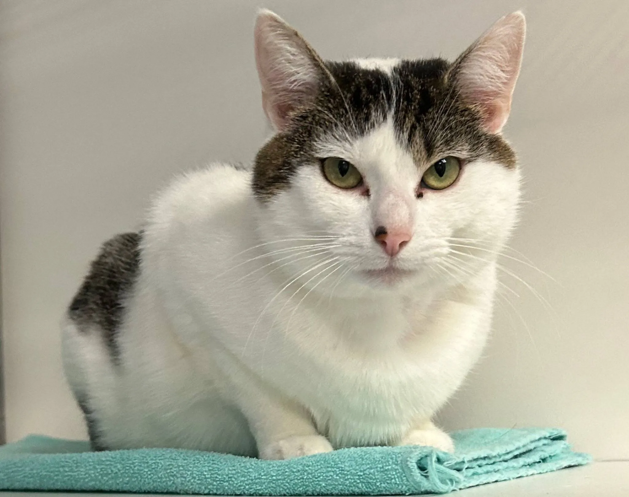 huisdier van de week tutie1 dierentehuis arnhem en omstreken