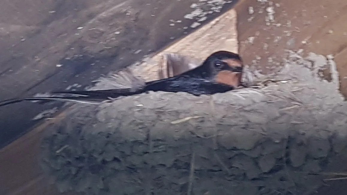 20210724 broedende boerenzwaluw nc veluwe fotograaf henk van paassen
