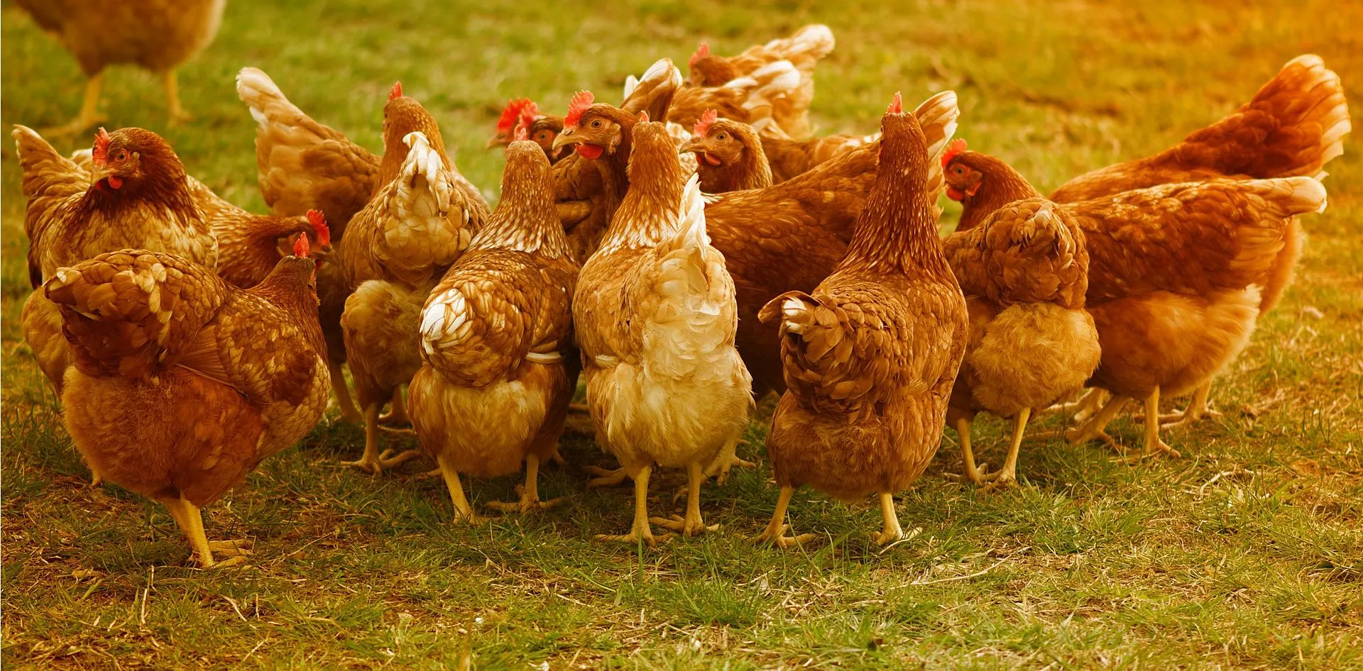 chicken ga81ff87df 1920