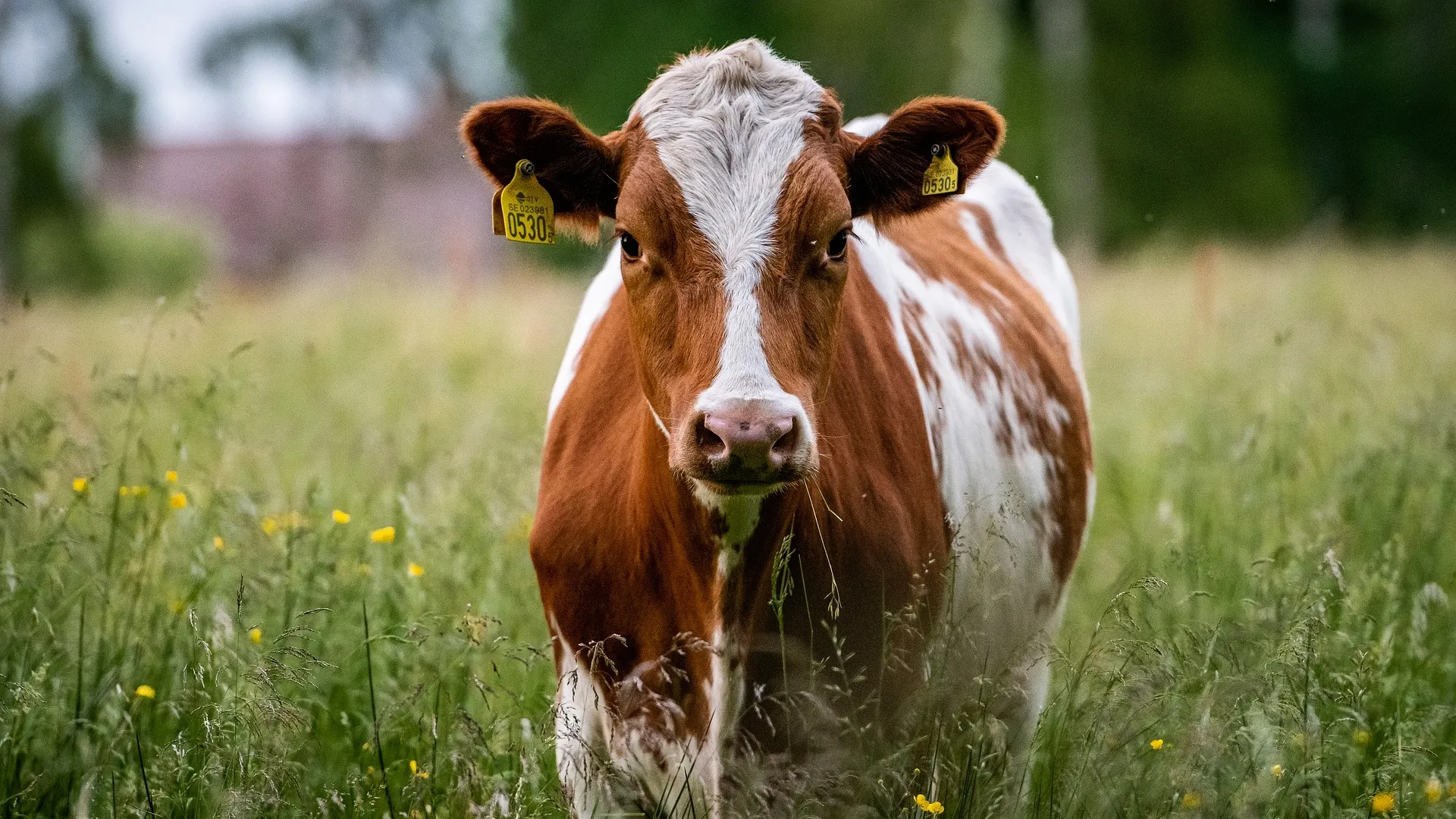 cow g706030cbd 1920