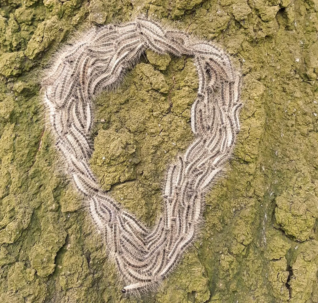 eikenprocessierups 4258616 1920