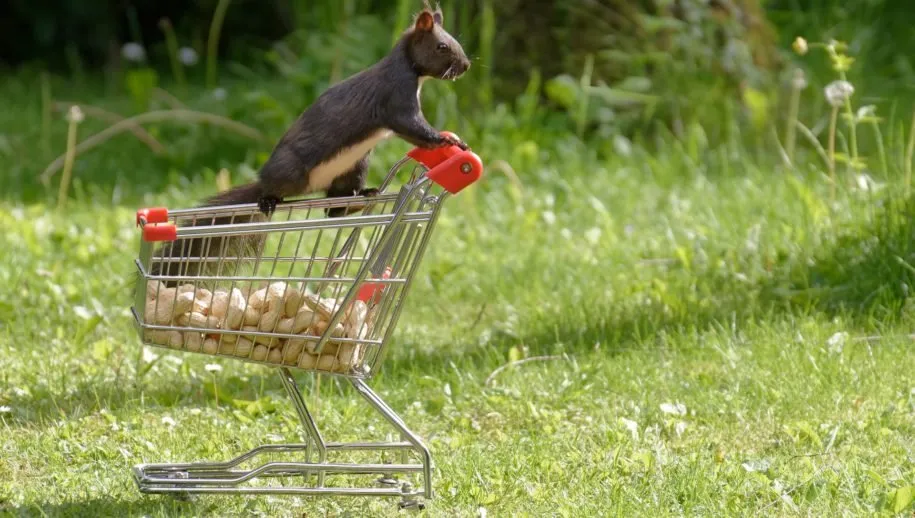 hamsteren alexas fotos via pixabay cc0 915x518