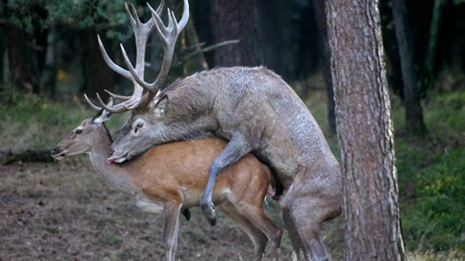 hertenparing nc veluwe