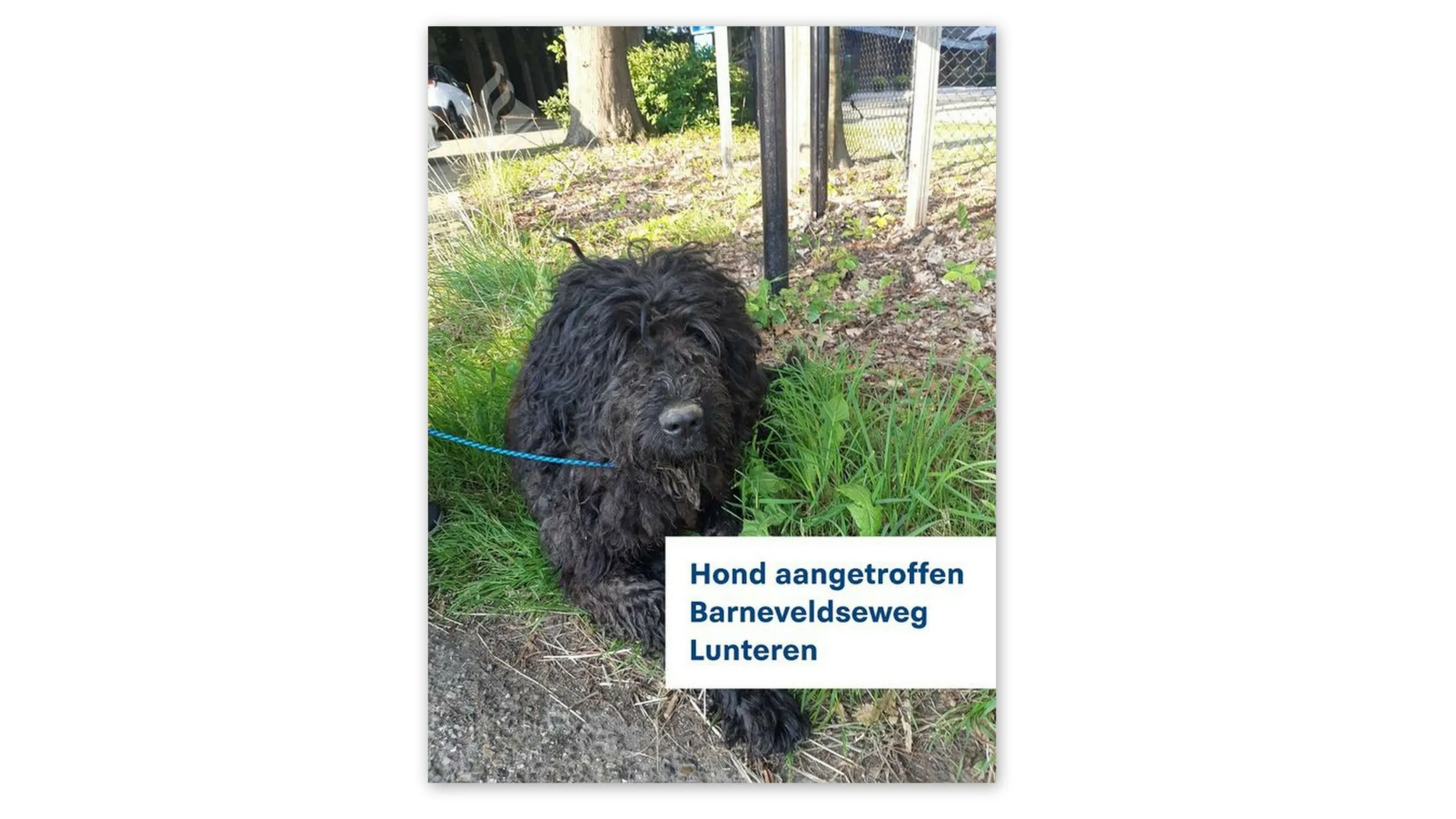 hond aangetroffen lunteren scaled