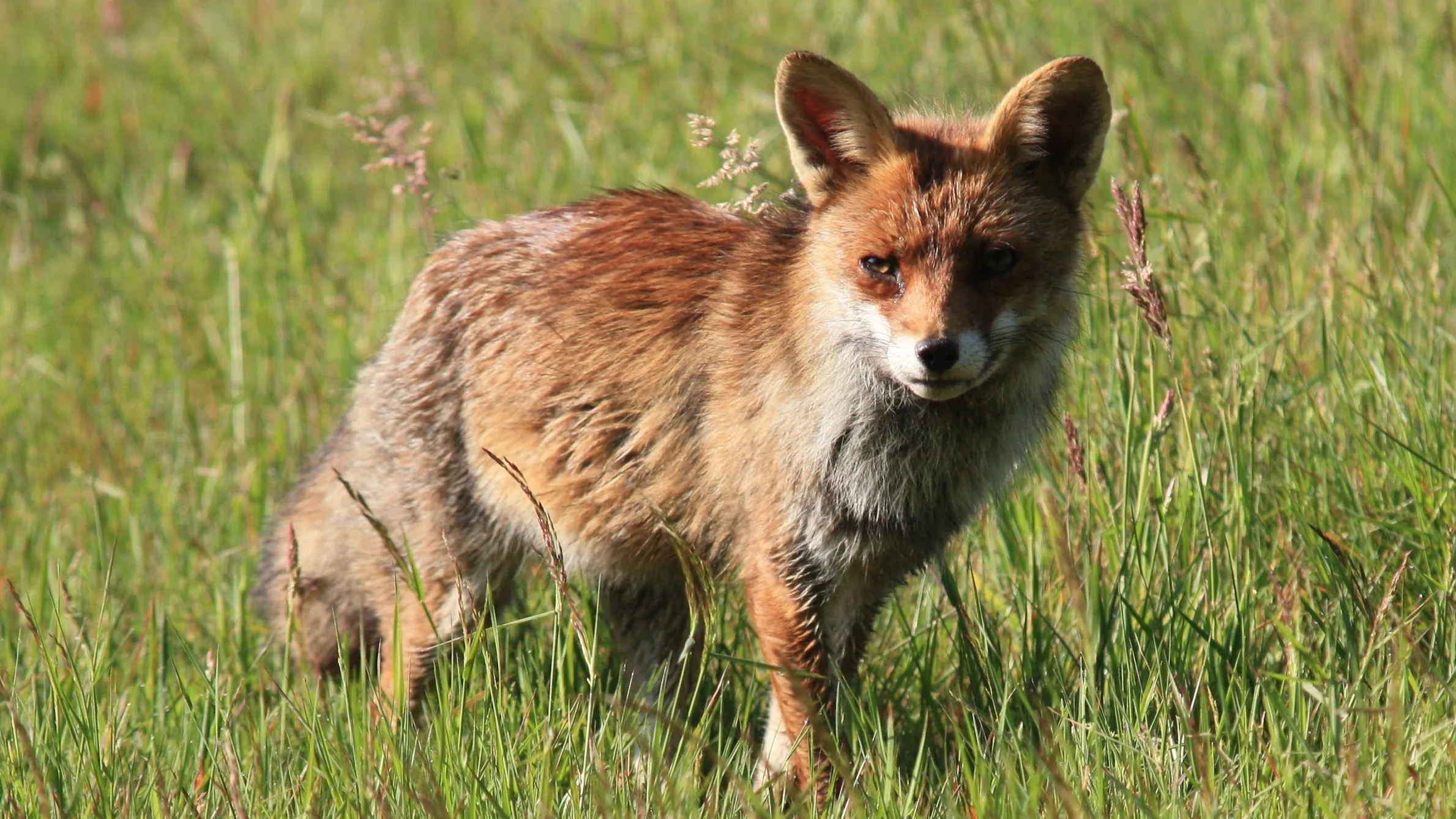 jonge vos nc veluwe