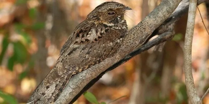 nachtzwaluw pixabay 710x355 1