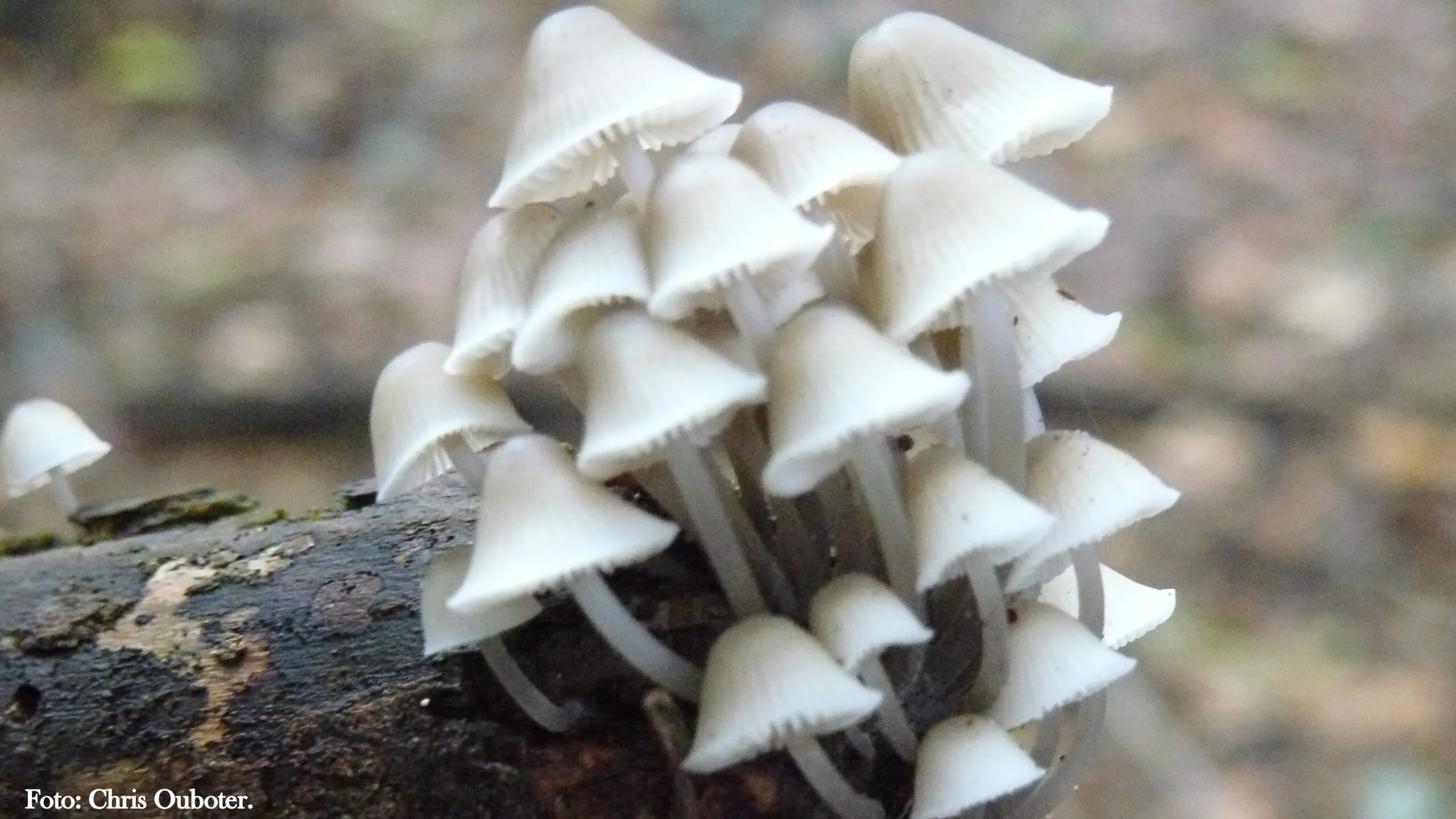 paddestoelgroep scaled