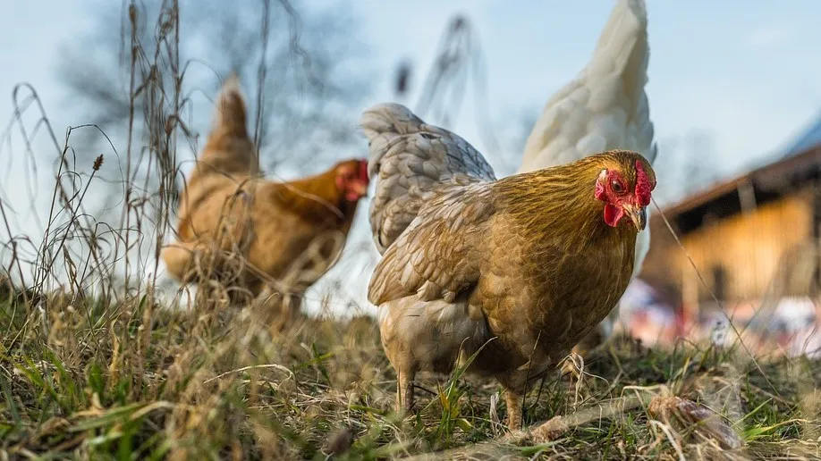 pixabay chickens 6078279 1280