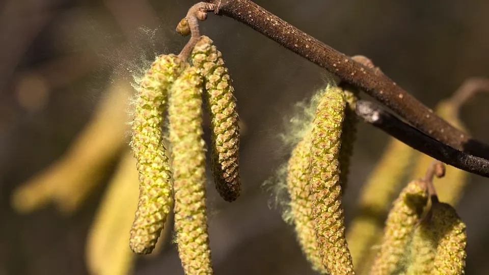 pollen