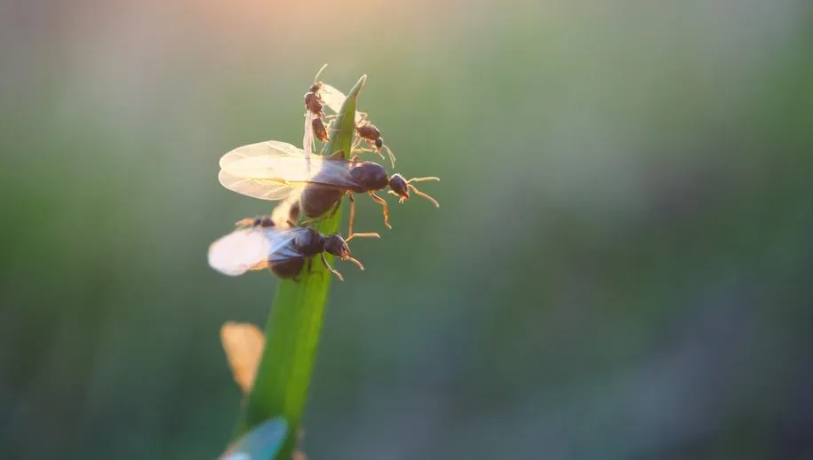 vliegende mieren 915x518