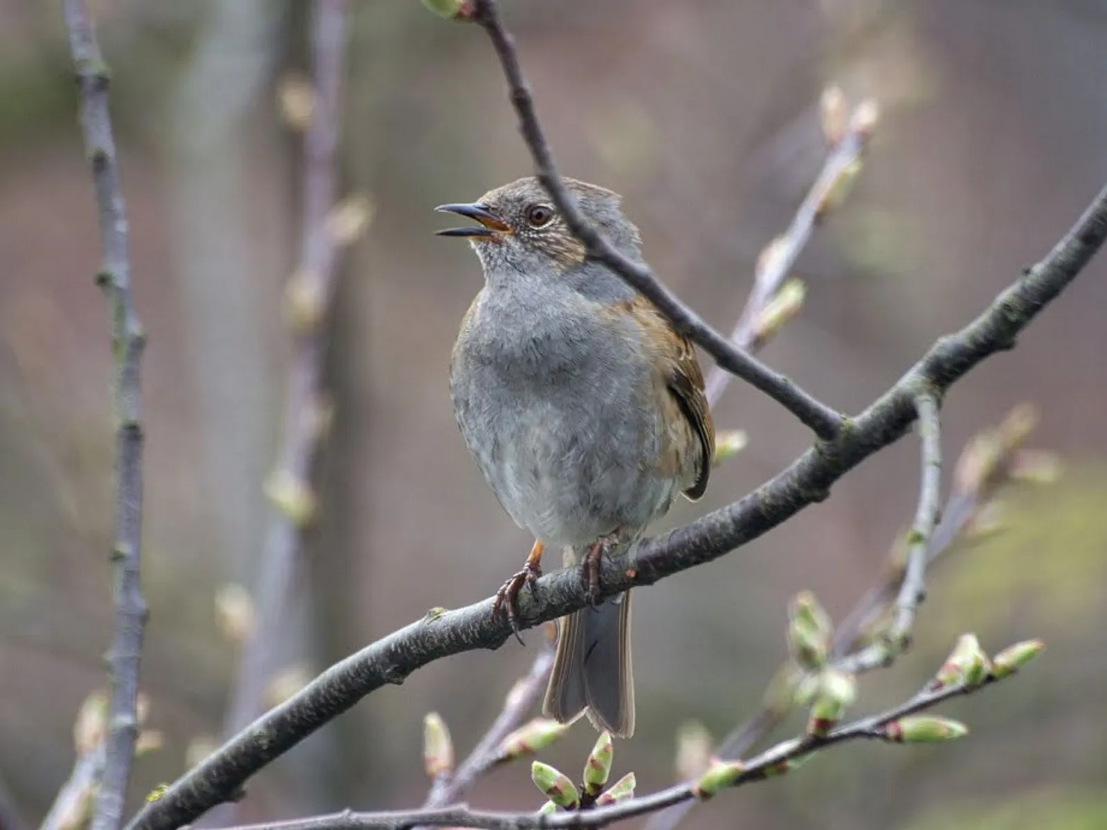 vroege vogels nc veluwe
