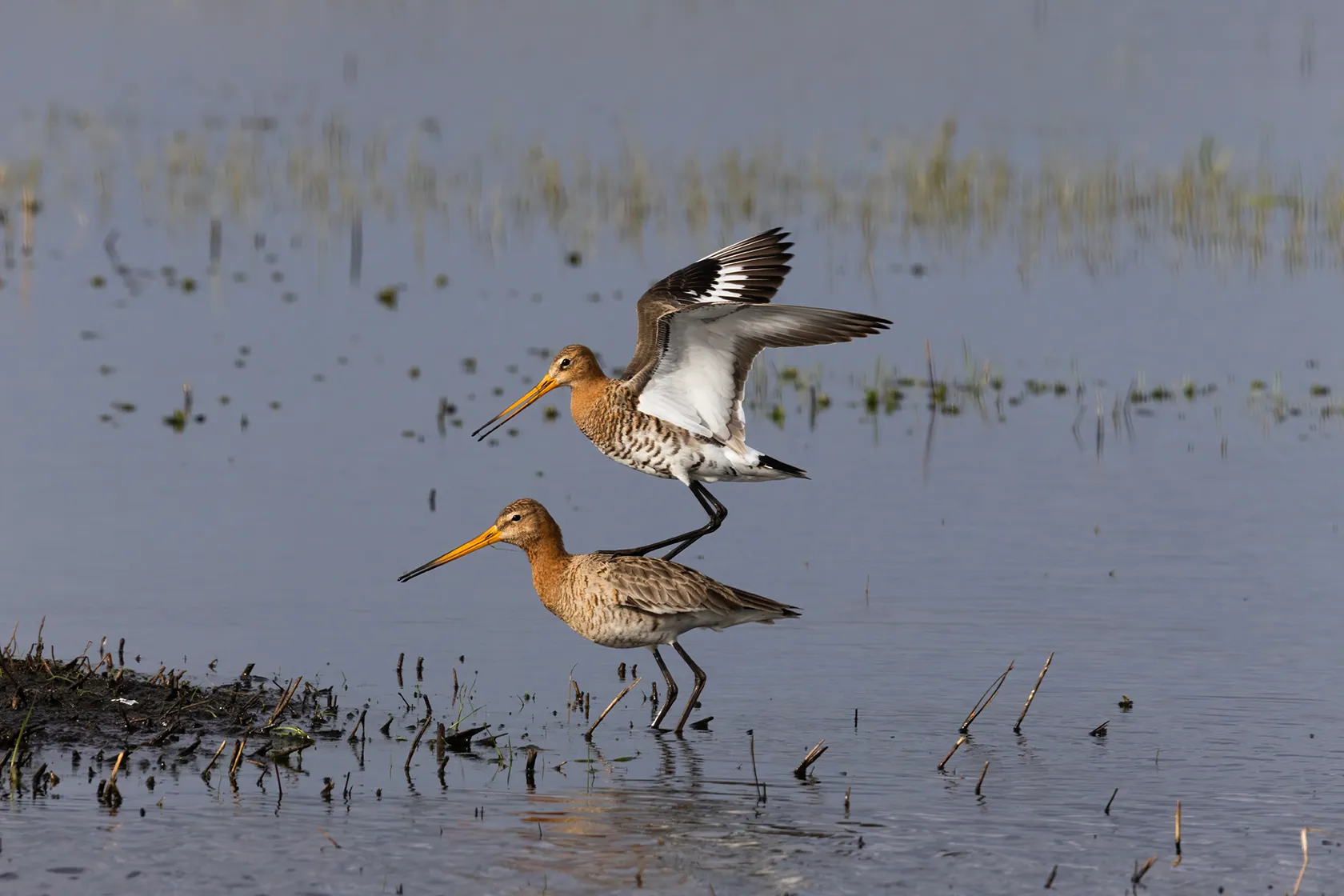 weidevogels binnenveld nc veluwe