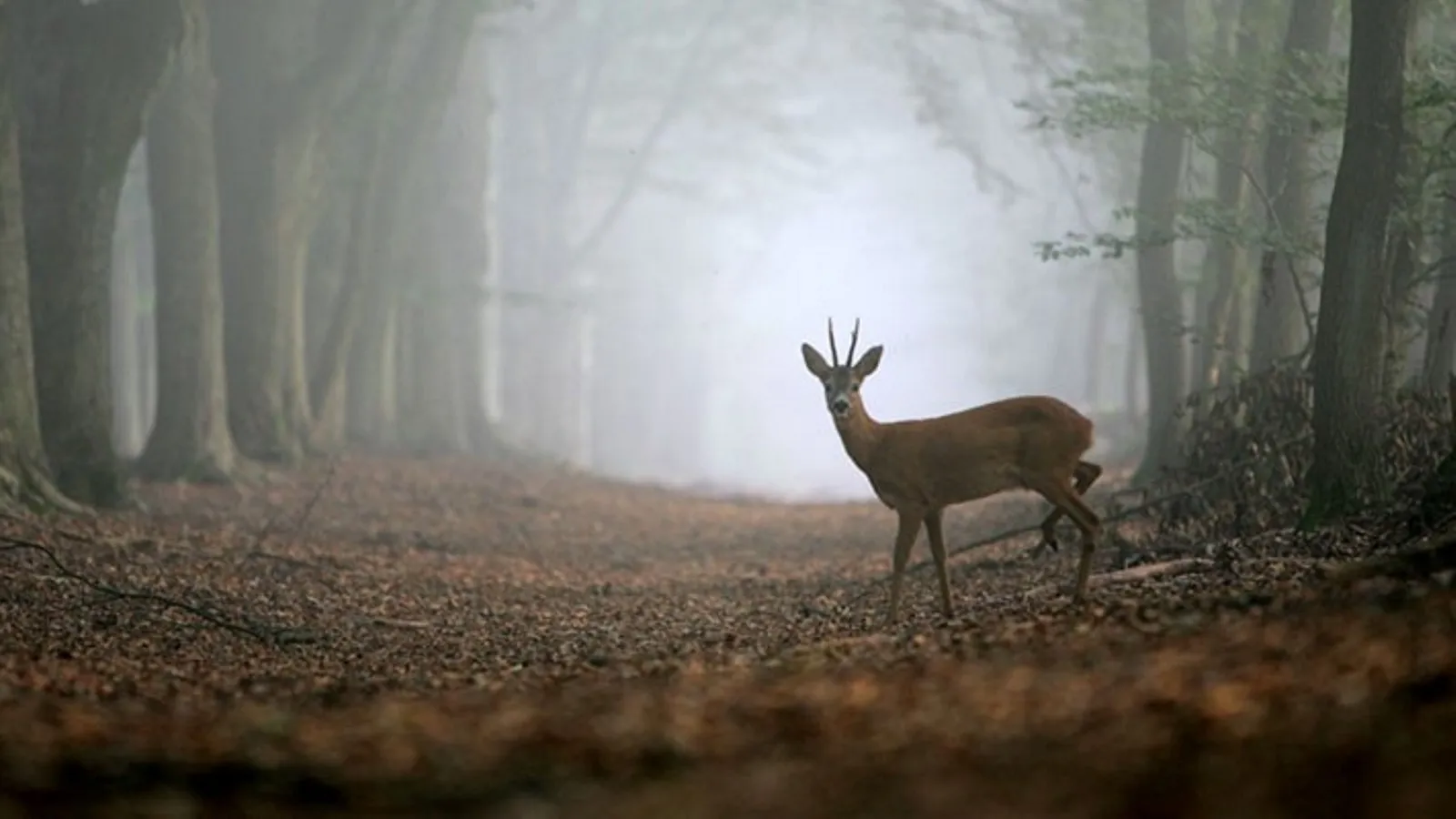 wild vroeg in de morgen nc veluwe 1