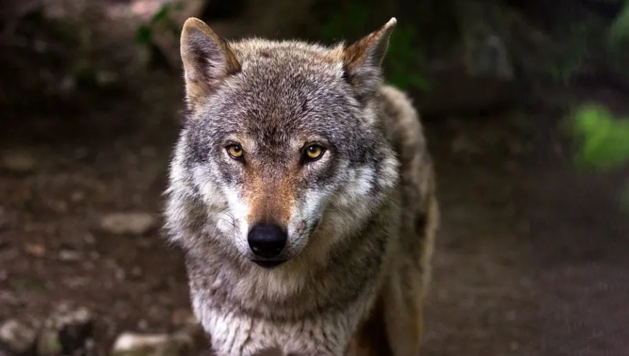 wolf 635063 960 720 915x518 1