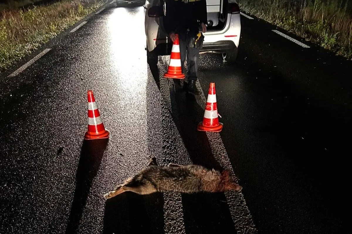 geen wolf in cultuurlandschap facebook