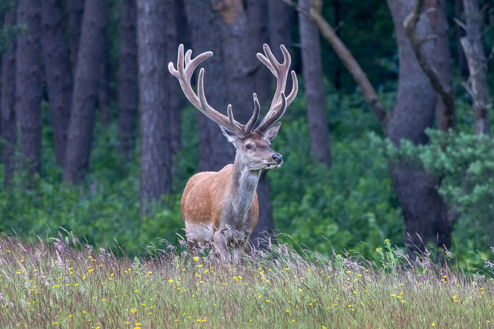 geweidrager wildkansel 1 foto gerard heijink nc veluwe