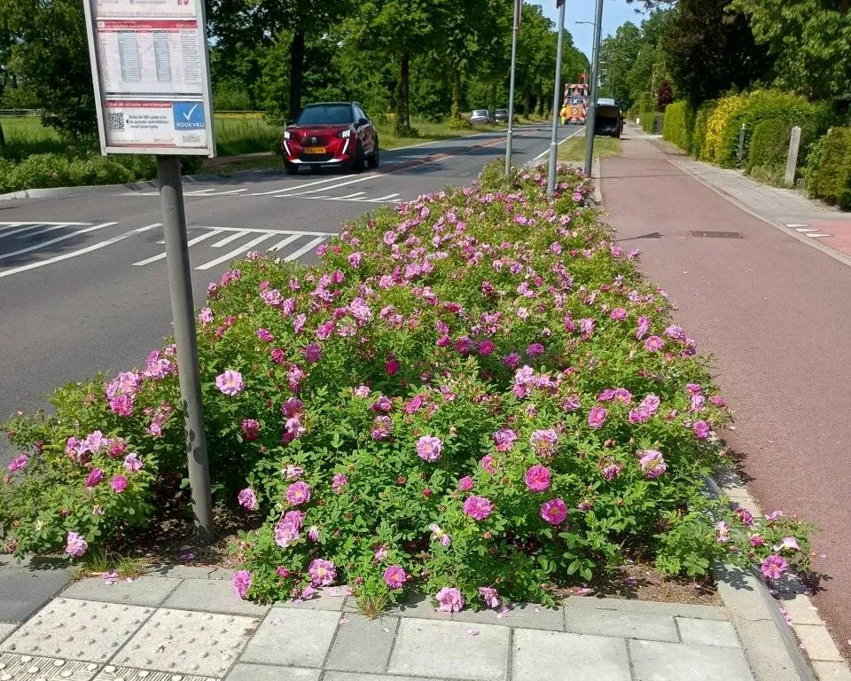 rozenperk aan stationsweg 0