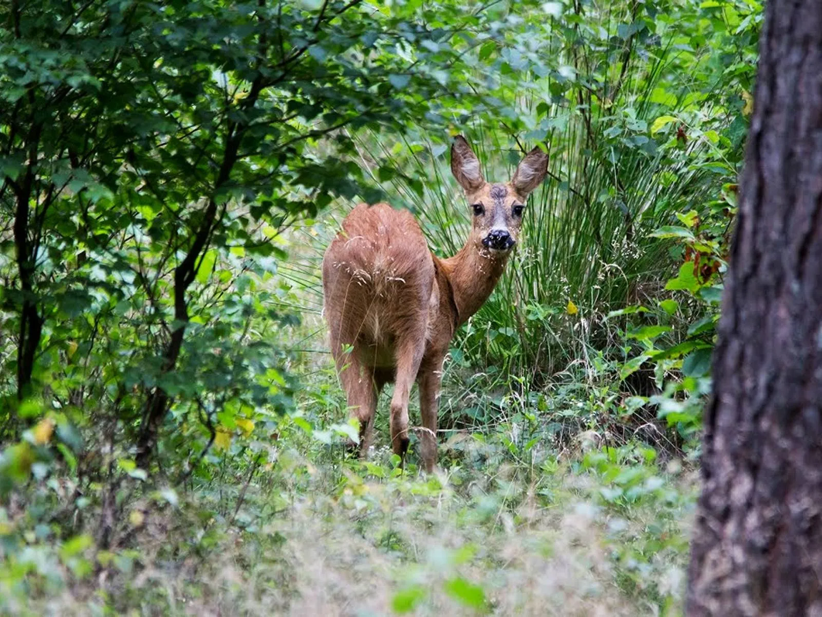 reeen-in-het-bos-nc-de-ginkel