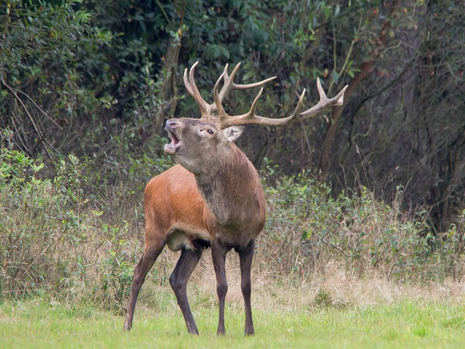 Burlend Hert 2014 - nc veluwe