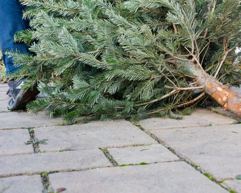 kerstboom_oud_scherpenzeel