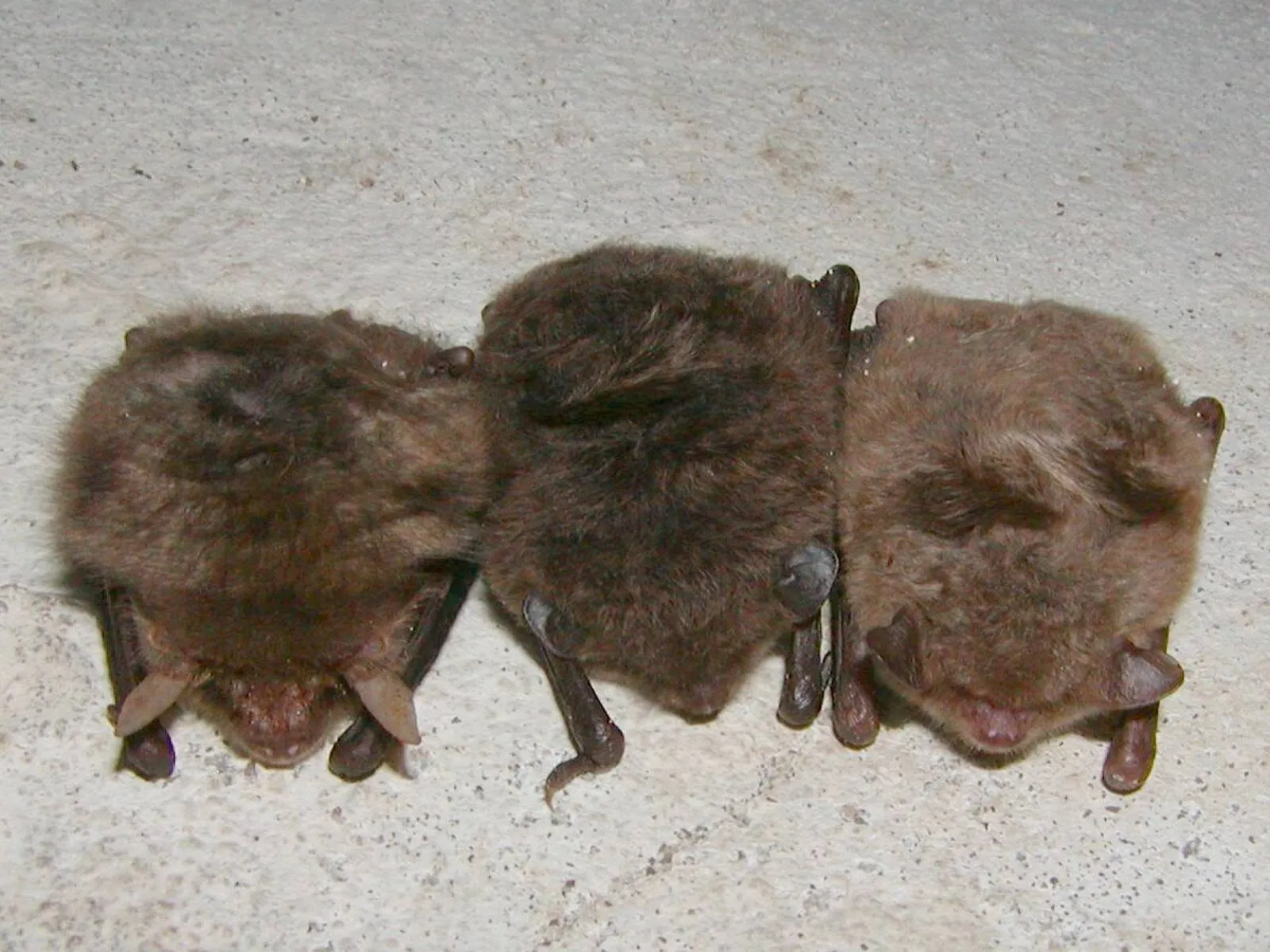 Vleermuistochten 02 - nc de ginkel