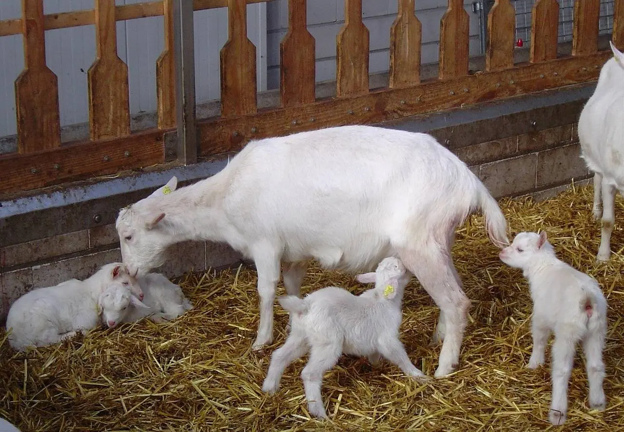 elsemargriet-goats-3349564_1280