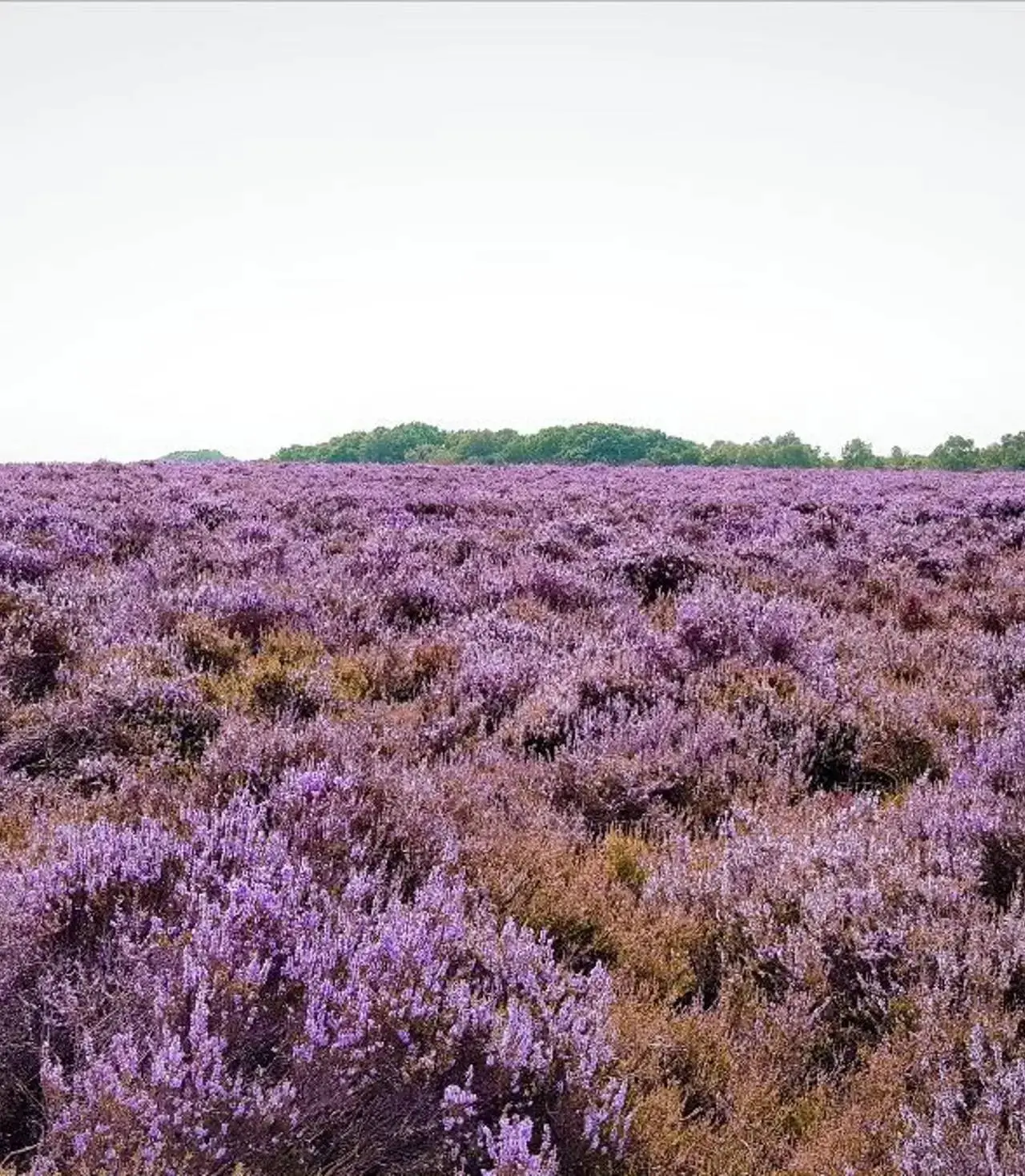 heide
