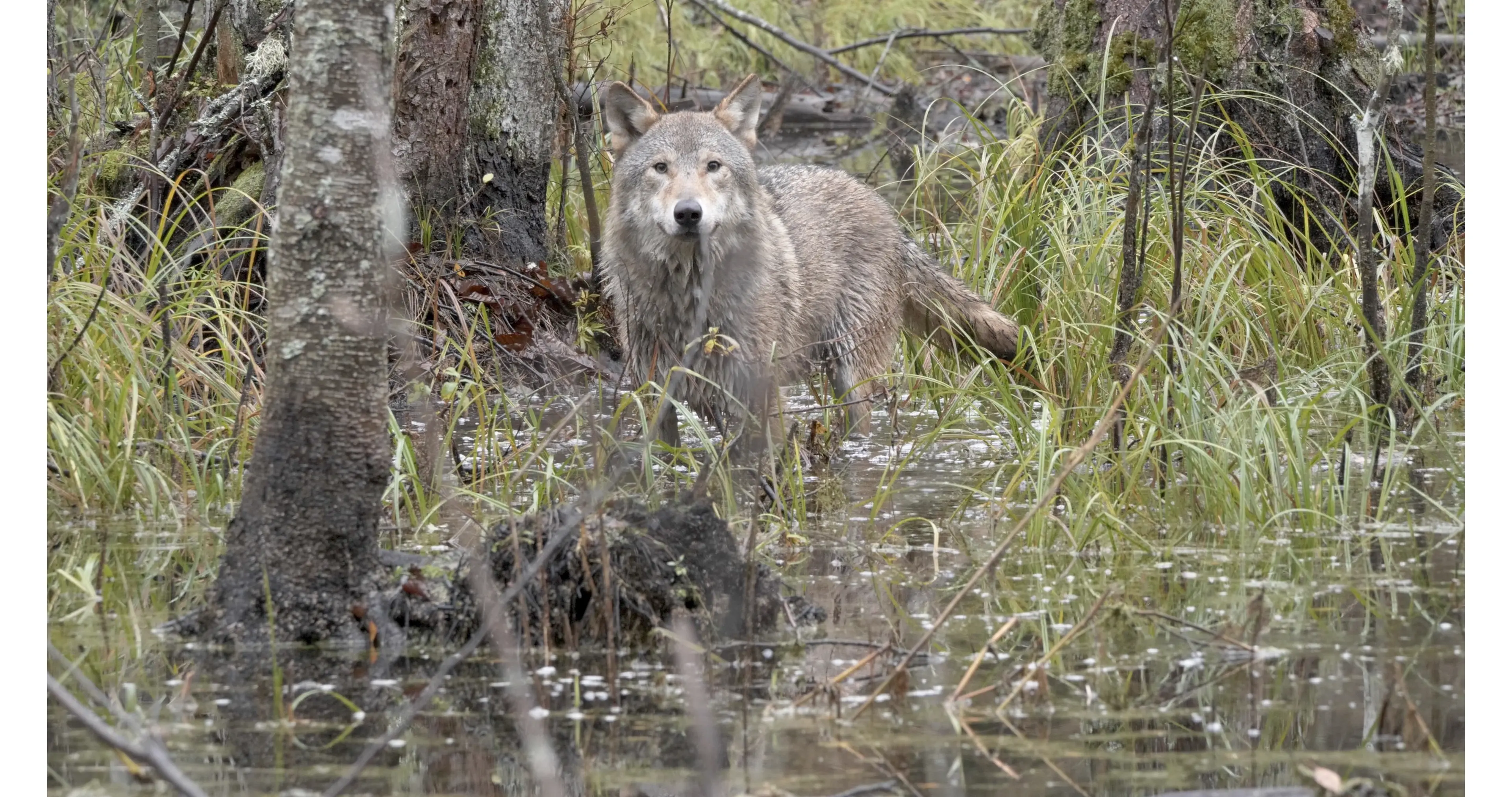 wolf-st-15-jpg-sd-high-photo-by-cees-van-kempen