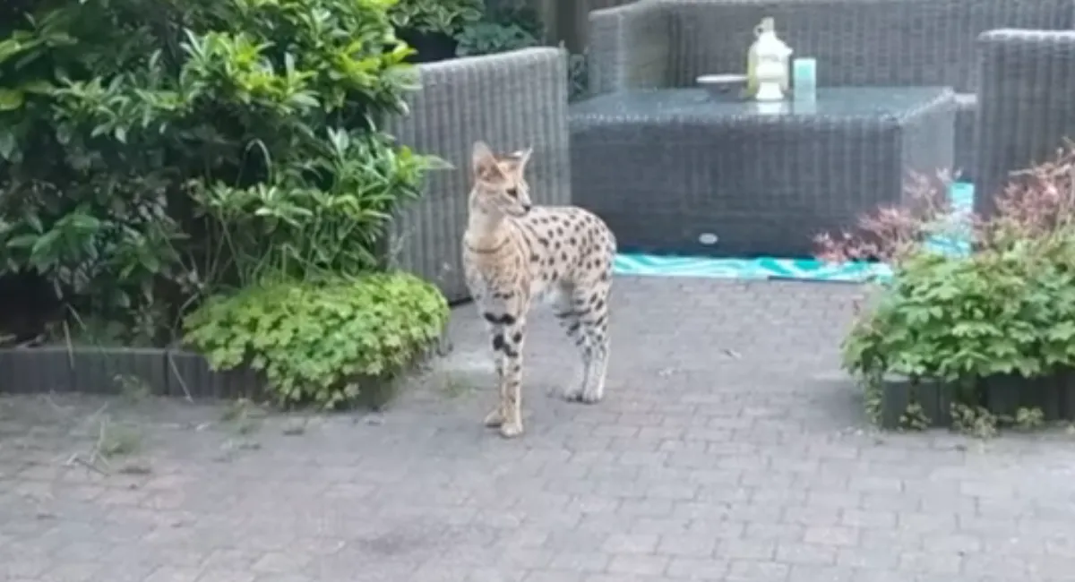 Ontsnapte Serval