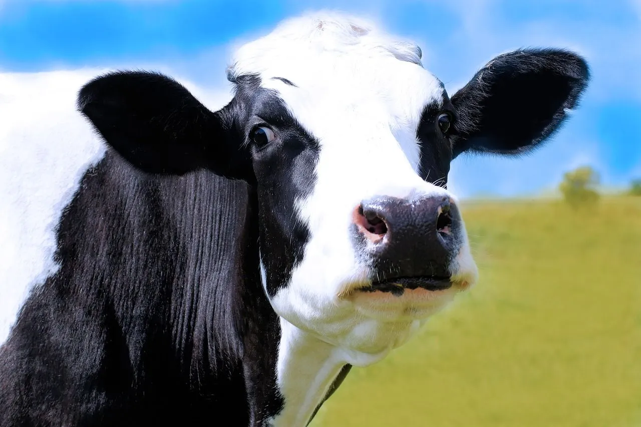 cow 634283 1280