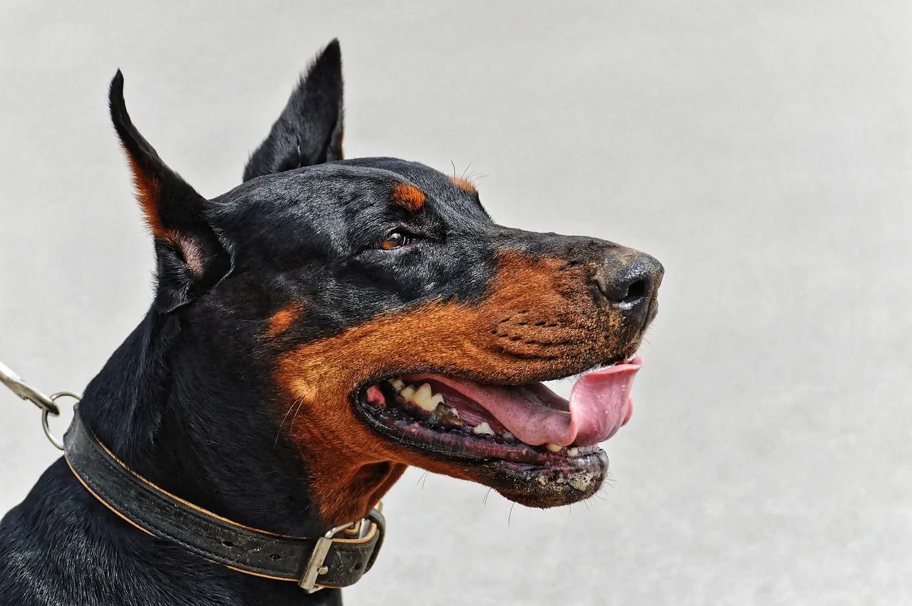 doberman 4396745 1280