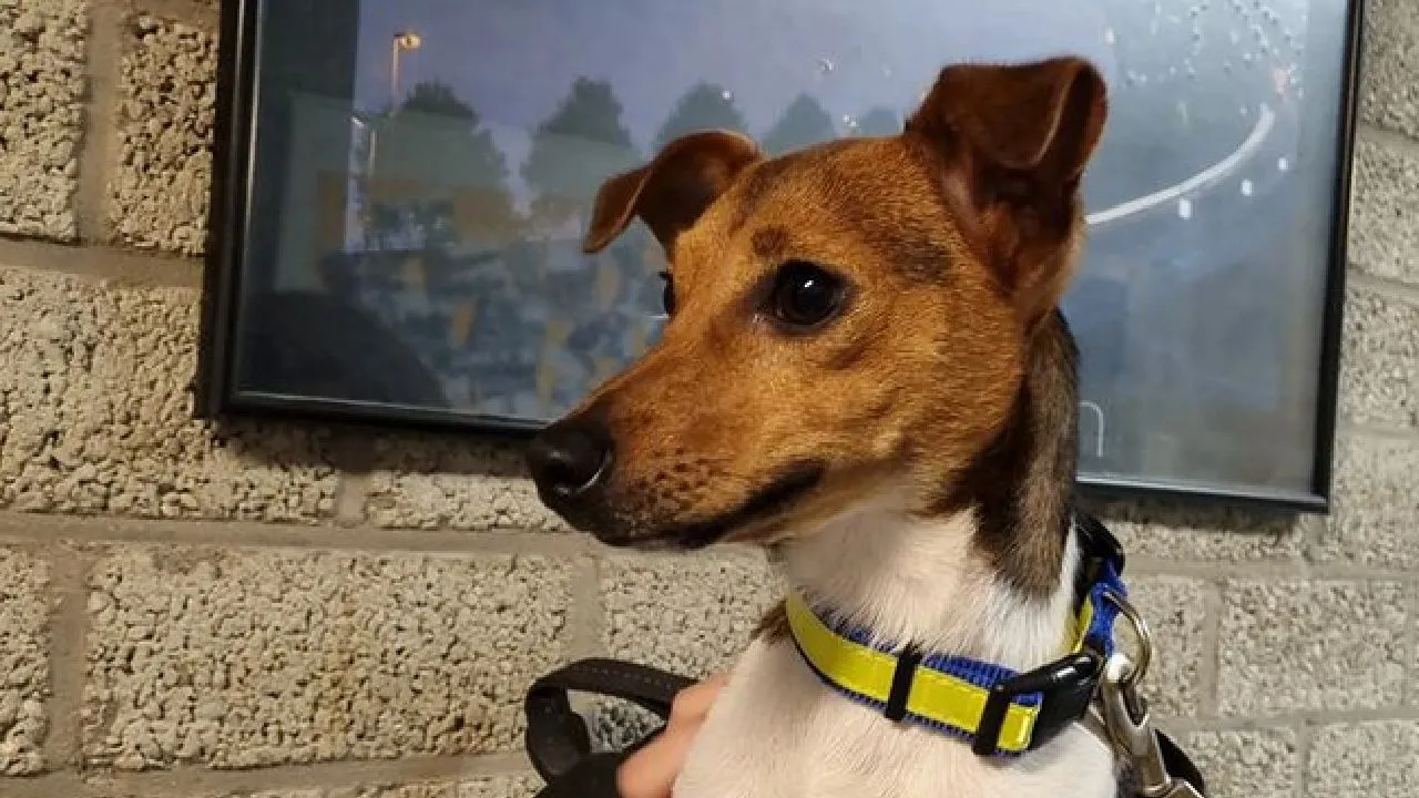 hondje