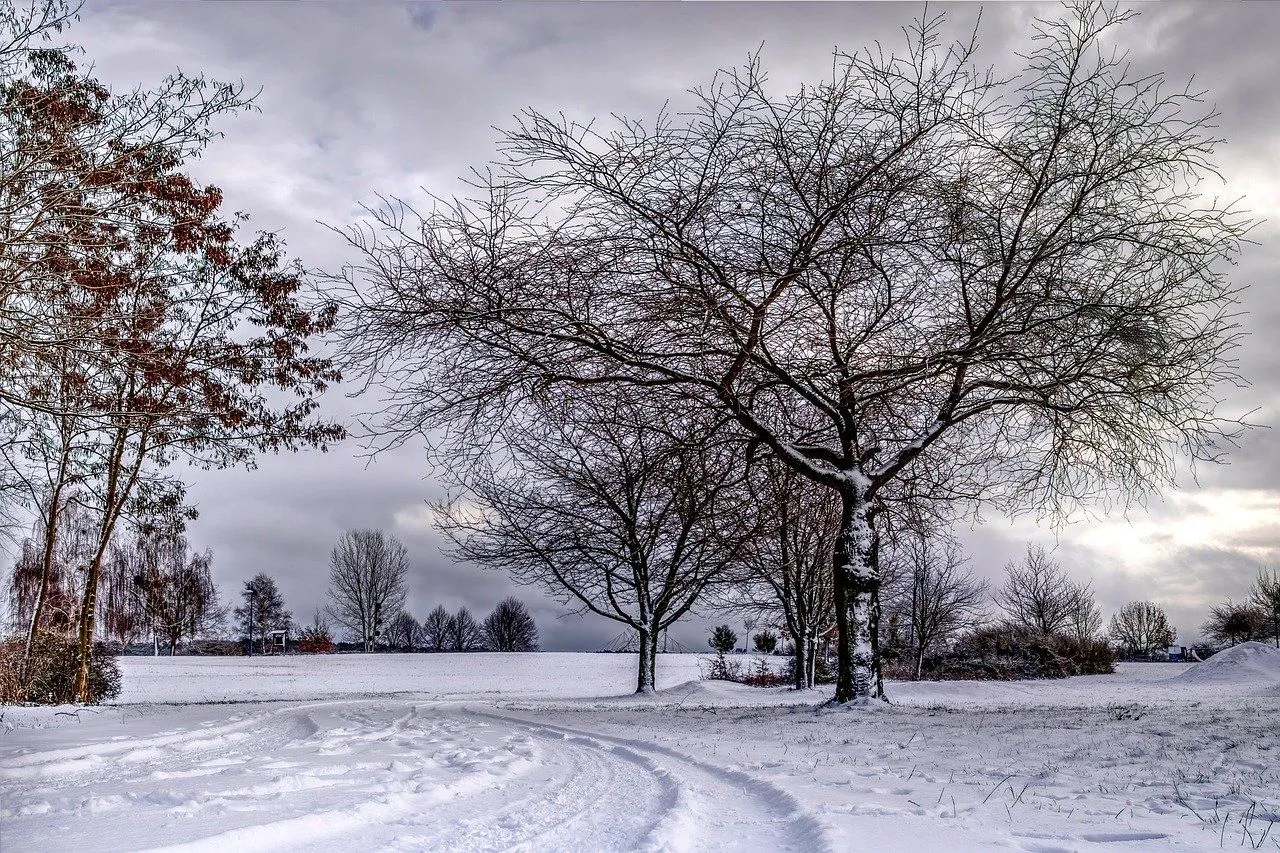 trees 8513020 1280