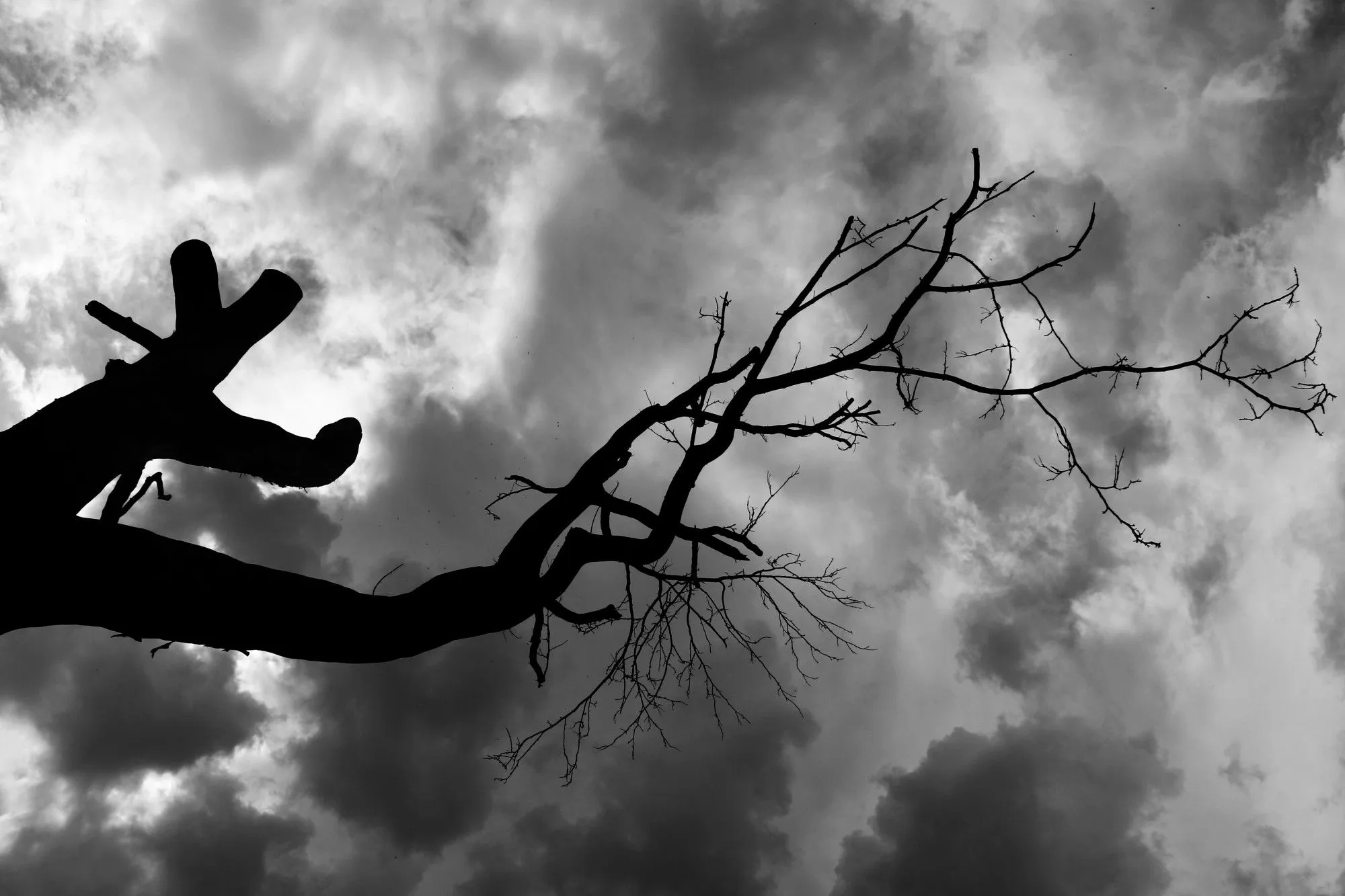 black white tree sky