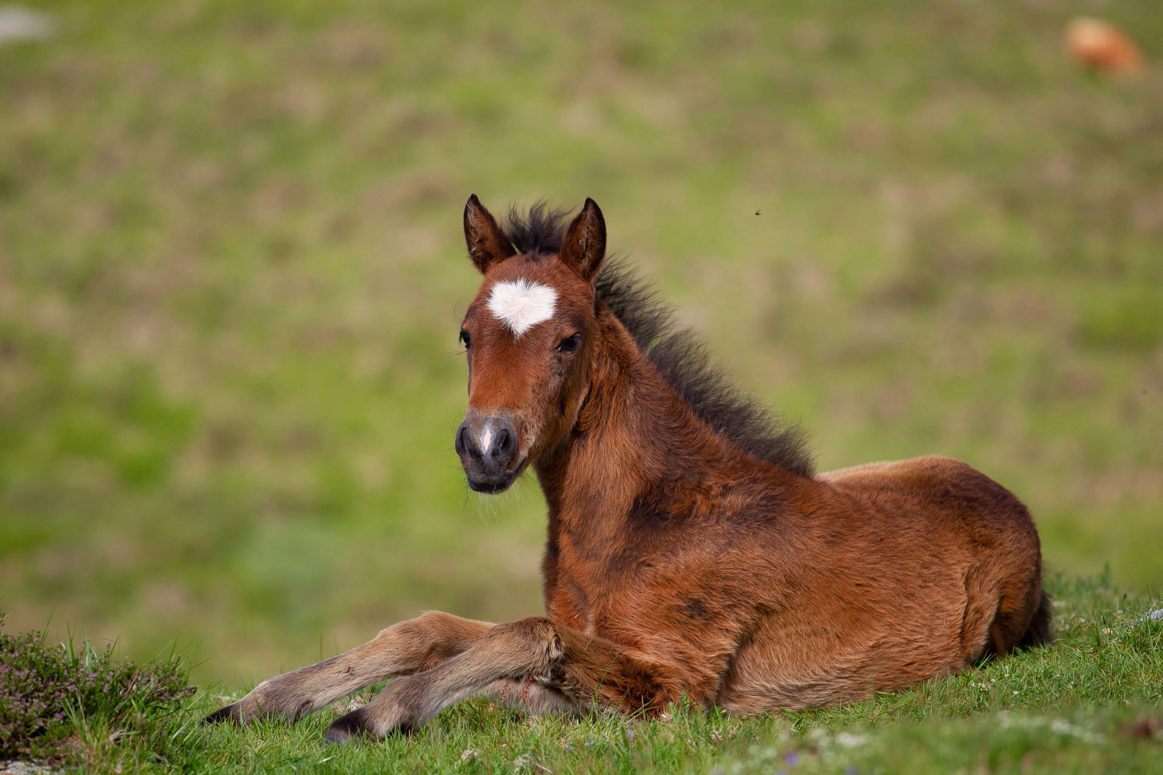 brown foal lying ground surrounded by hills covered greenery